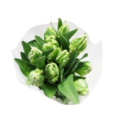 Papegojtulpan varierande färger