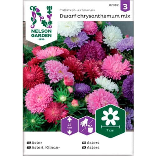 Aster Dvärg Blandade färger