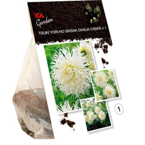 Dahlia crispa Tsuki Yori No Shisha
