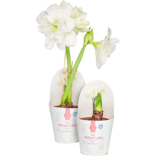 Amaryllis dubbel vit