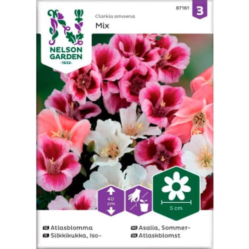 Atlasblomma Blandade färger