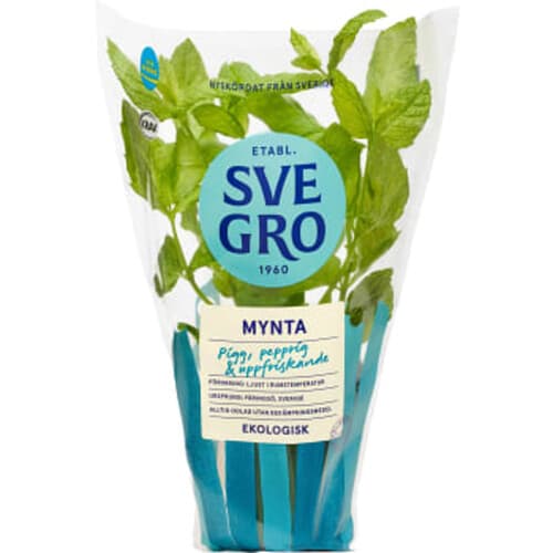 Mynta i kruka Ekologisk
