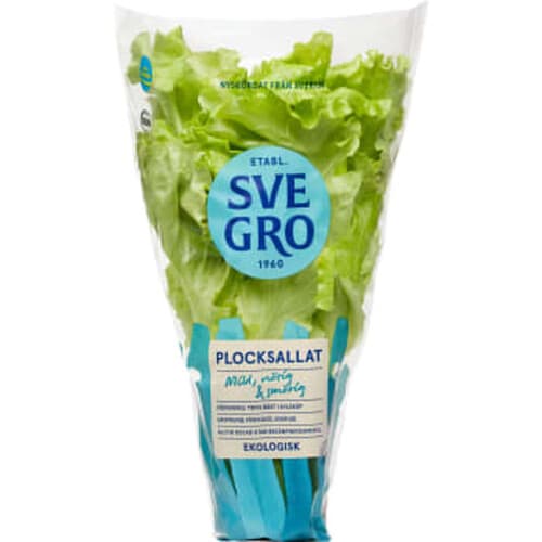 Plocksallat Kruka