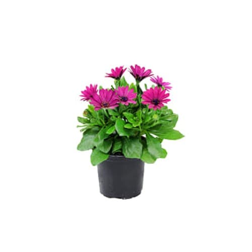 Stjärnöga i kruka Varierande färger