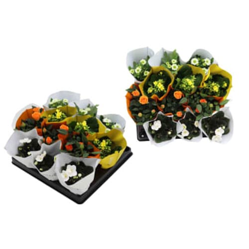 Blommande miniväxt kruka Höjd varierande färger