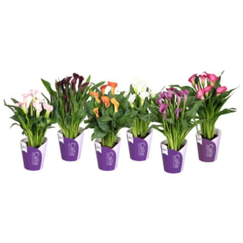 Kalla kruka Höjd varierande färger