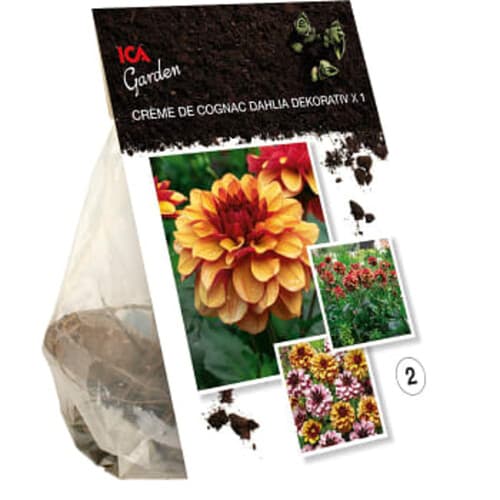 Dahlia Creme de Cognac gul/orange