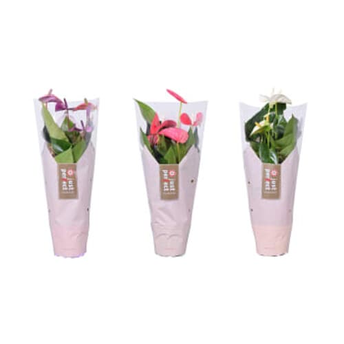 Anthurium Amalia