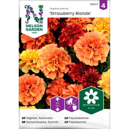 Tagetes Sammets Strawberry Blonde
