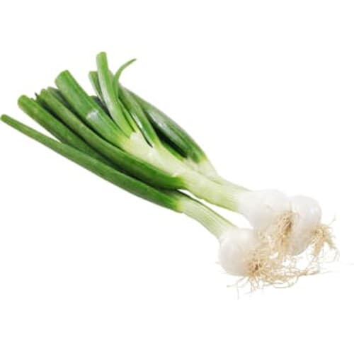 Knippelök gul