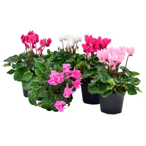 Cyclamen Midi Rosa