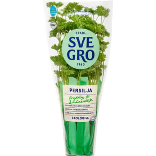 Persilja i kruka Ekologisk