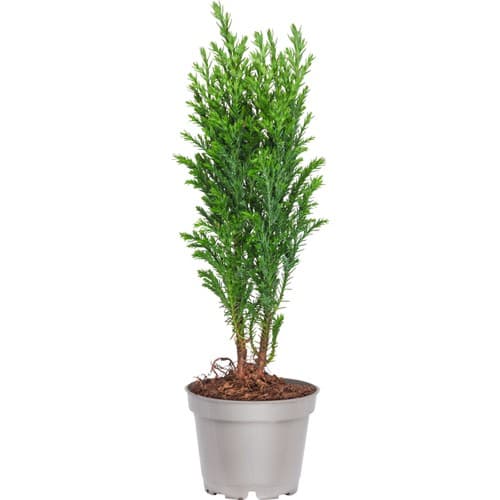 Ädelcypress Elwoodi