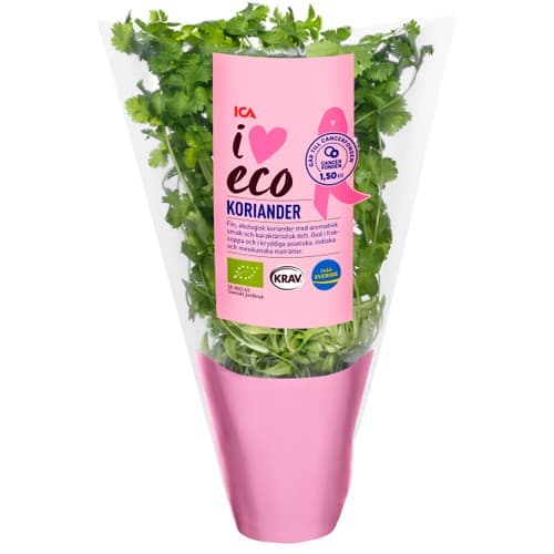 Koriander i kruka Ekologisk