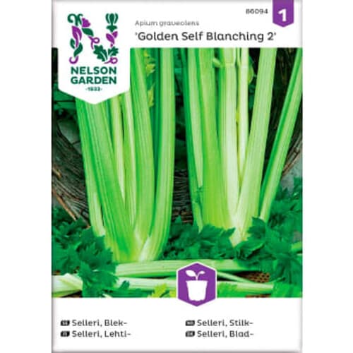 Selleri Blek Golden Self Blanchi
