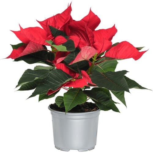 Julstjärna 3-4 grenar