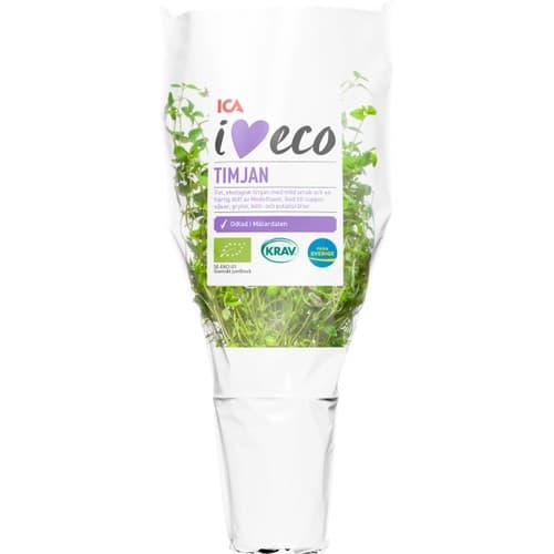 Timjan i kruka Ekologisk