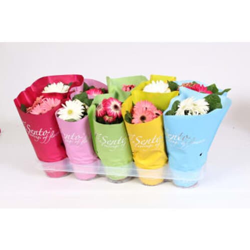 Gerbera kruka Höjd varierande färger