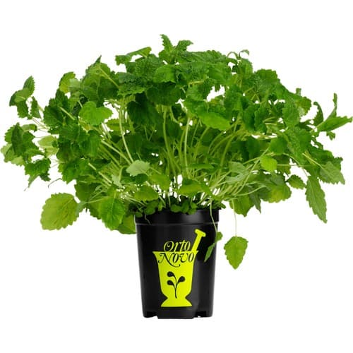 Citronmeliss i kruka