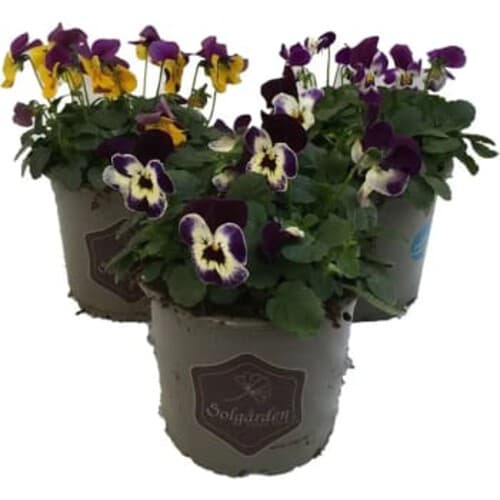 Pensé småblommig singel kruka varierande färger