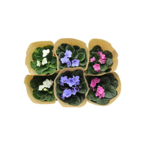 StPaulia dubbelblommande kruka Höjd varierande färger