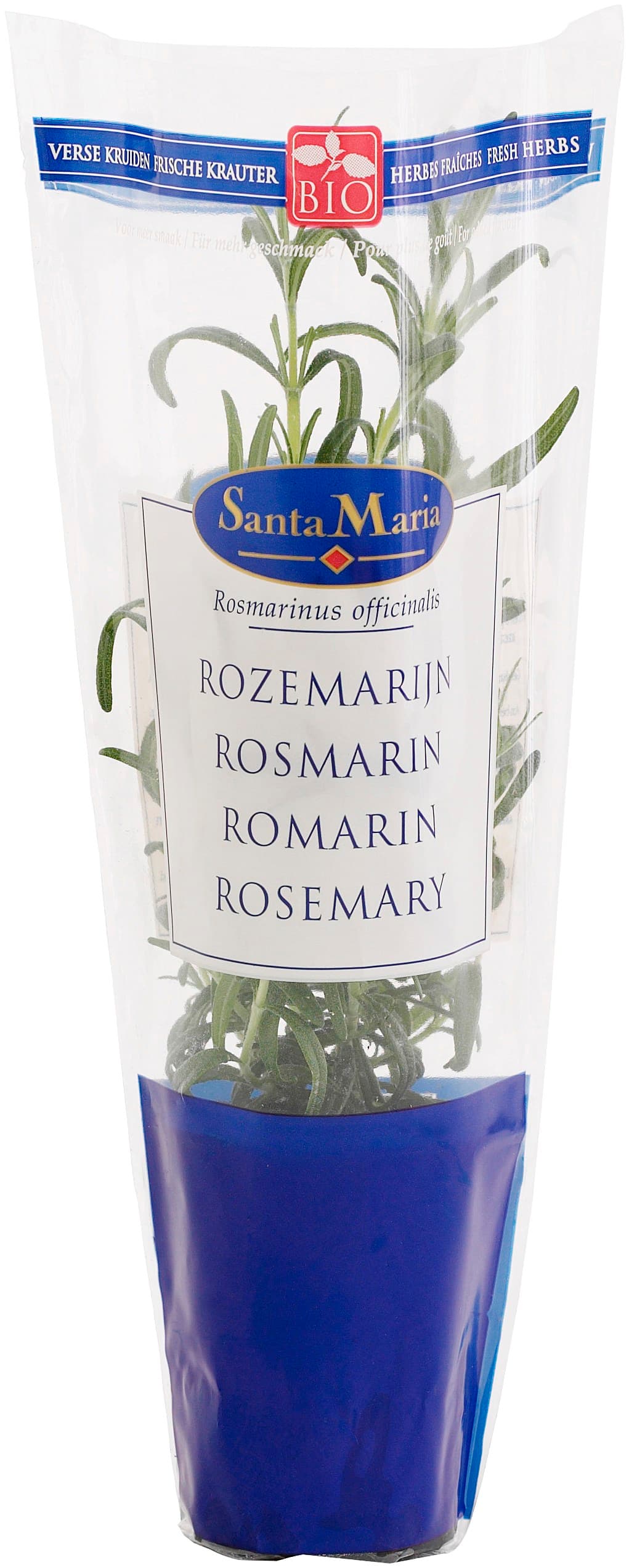 Rosmarin i kruka Ekologisk