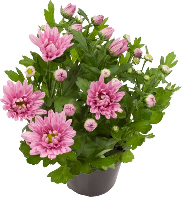 Krysantemum kruka Höjd gul