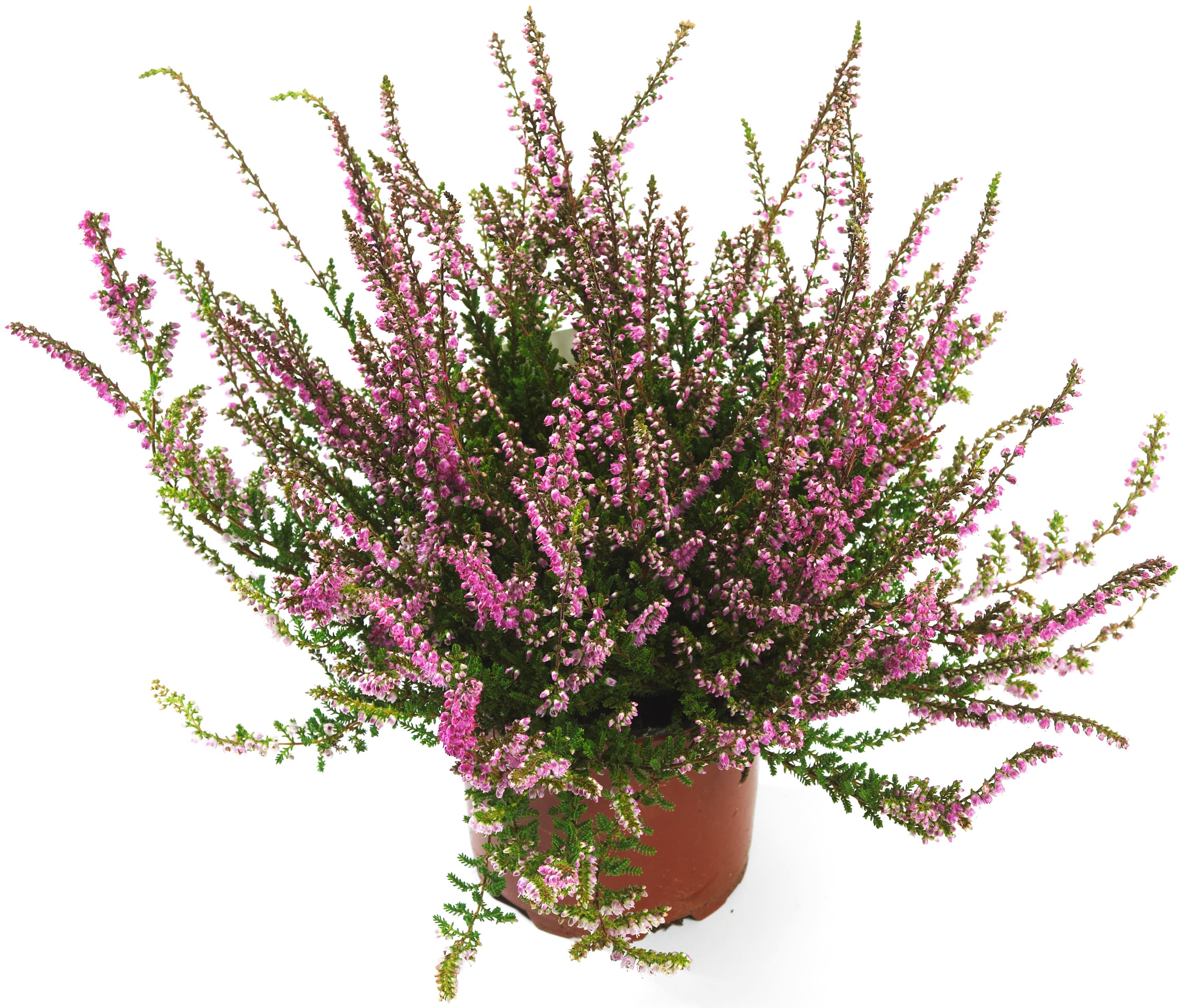 Ljung Calluna