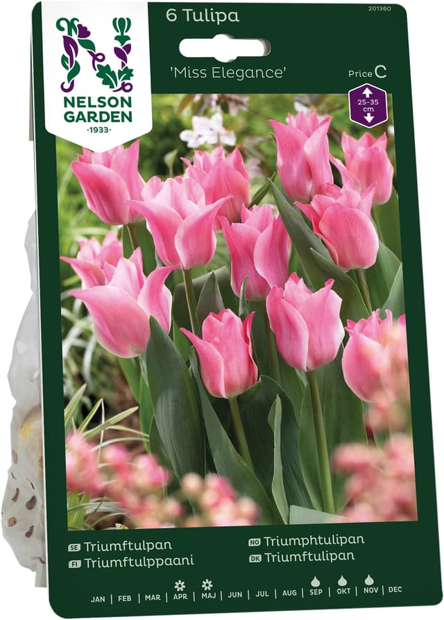 Höstlök Triumftulpan Miss Elegance