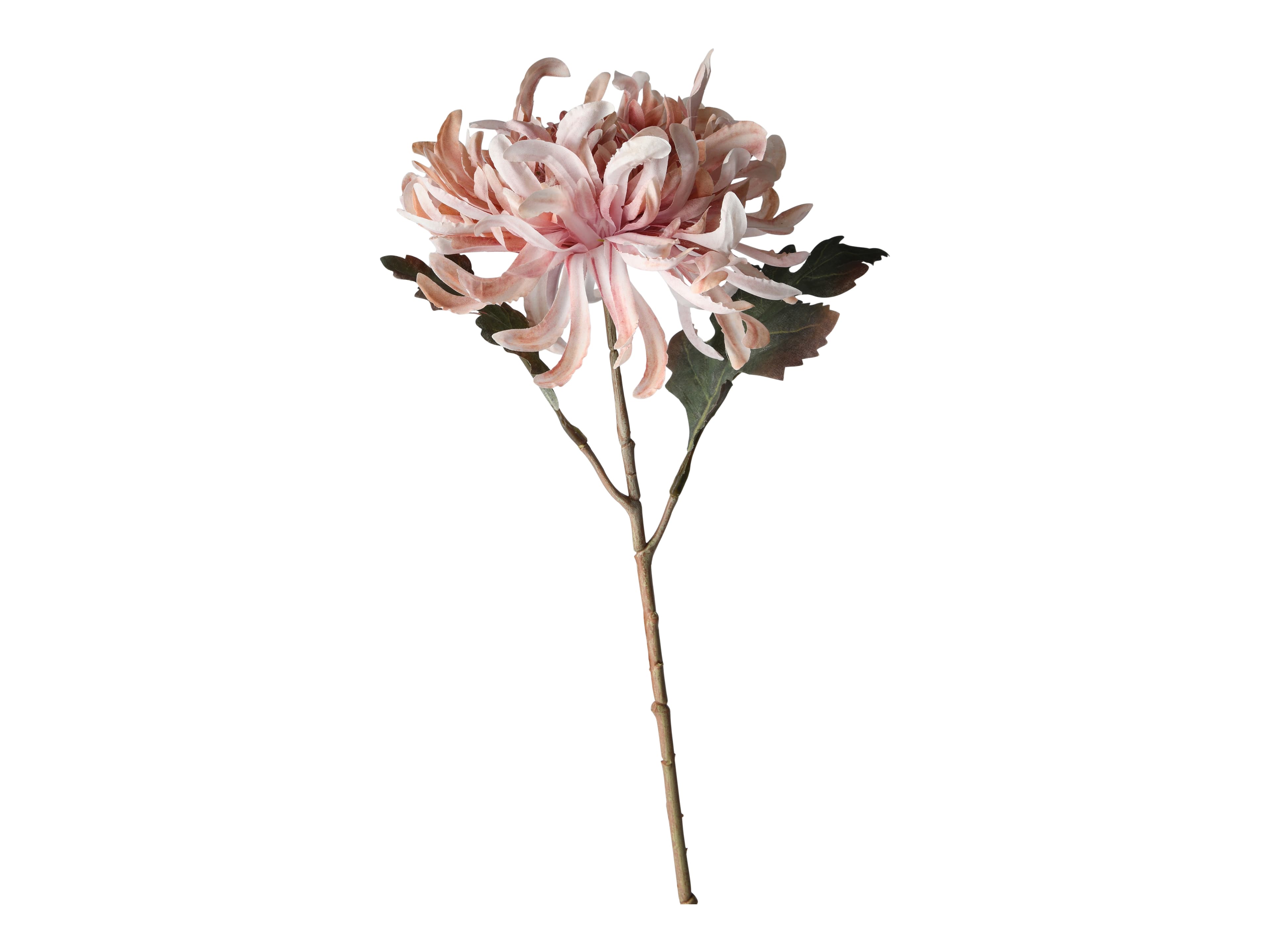 Konstväxt Krystantemum Rosa