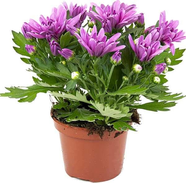 Krysantemum Chrysanthemum 3plant 12cm