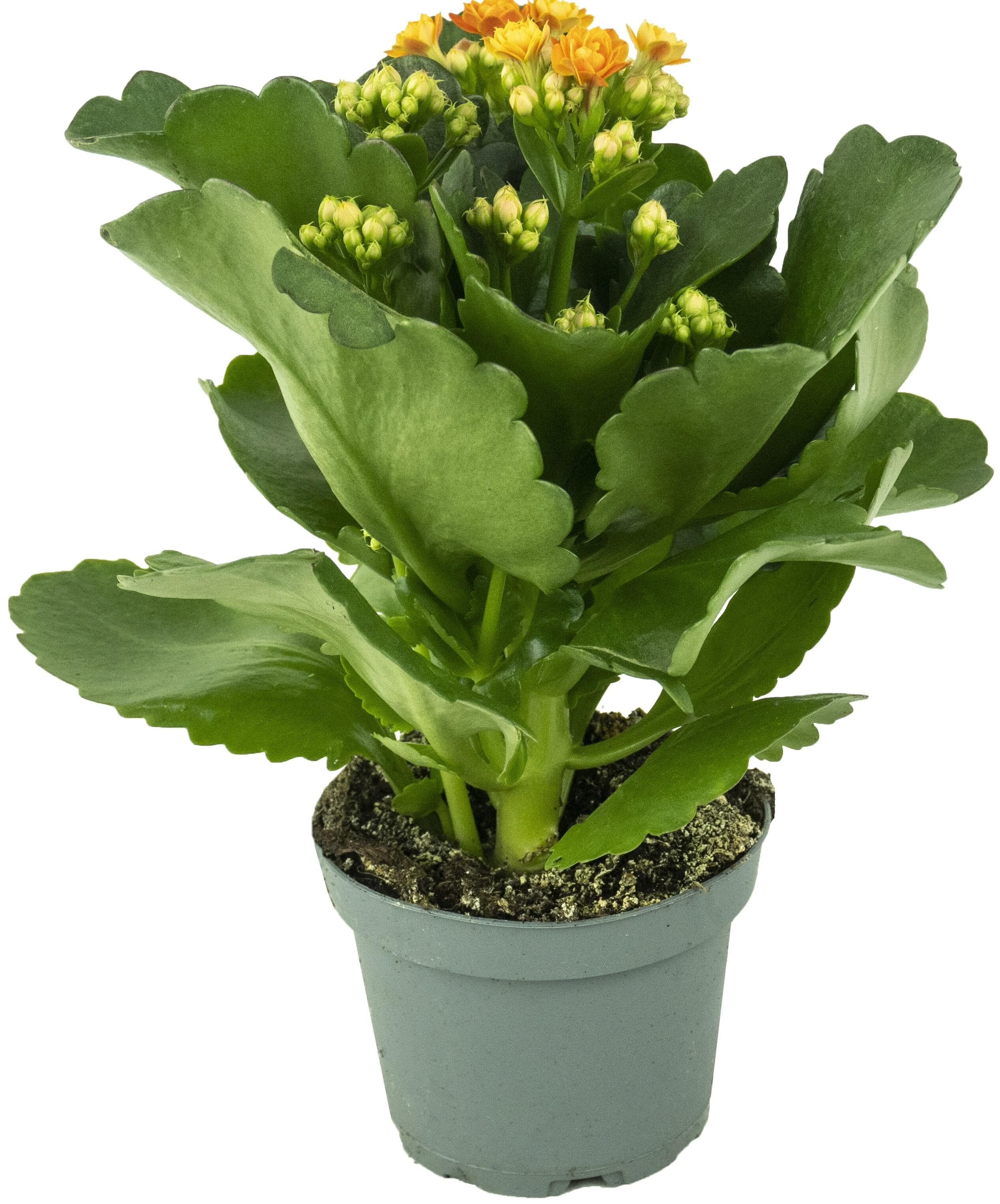 Kalanchoe 12cm