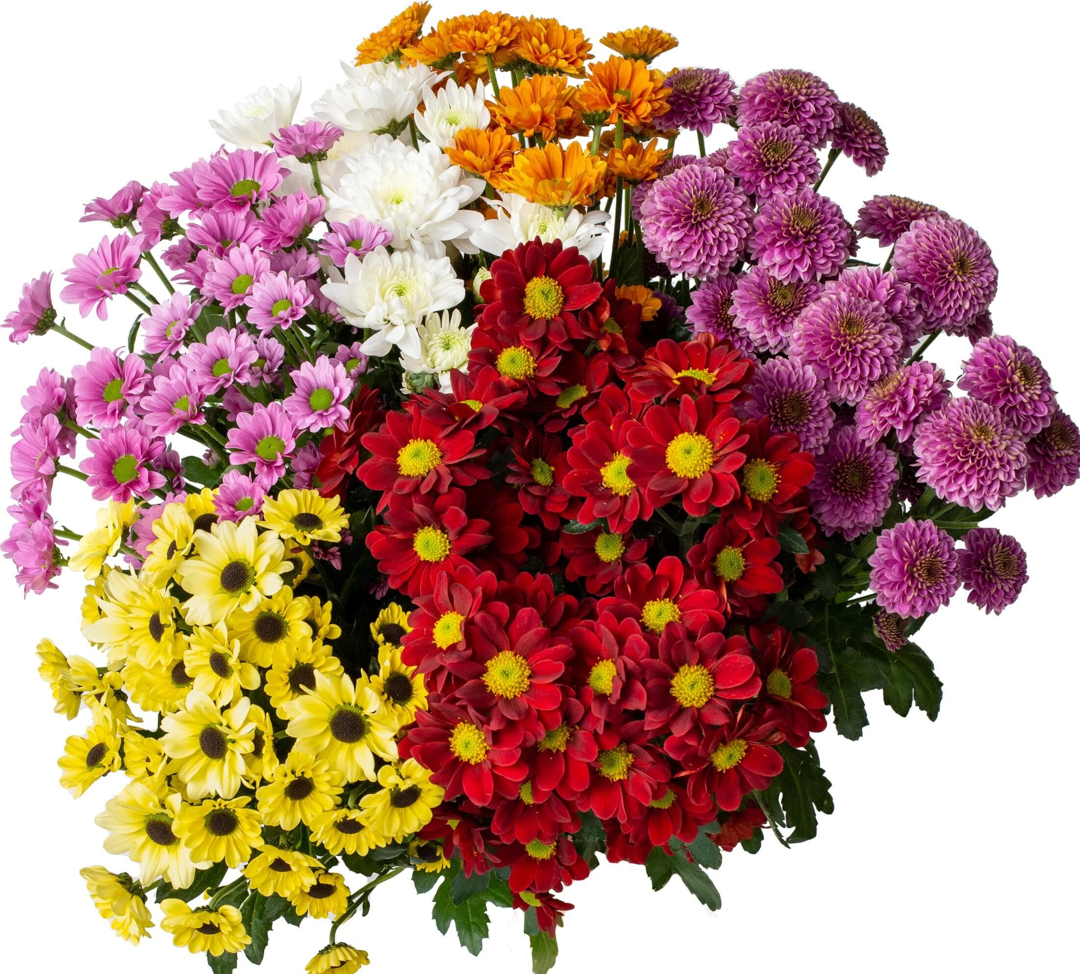 Chrysanthemum Santini 3-Pack