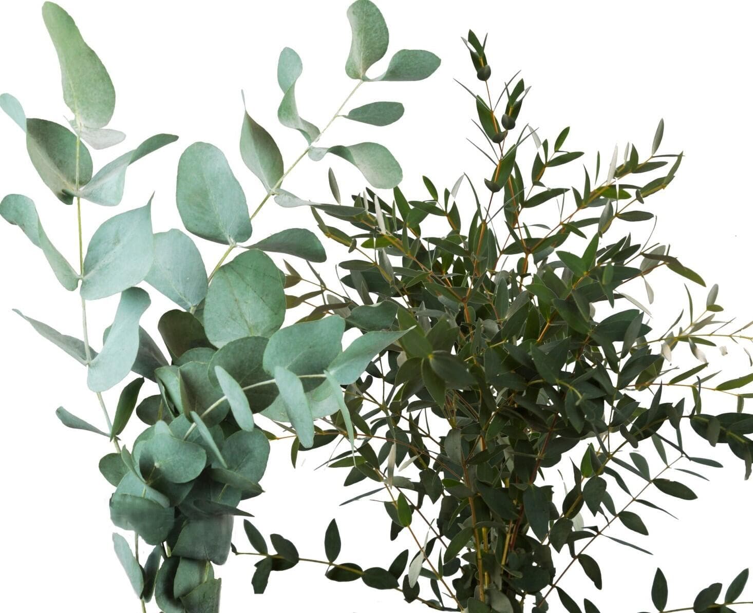 Bukettfyllnad Grön Mix