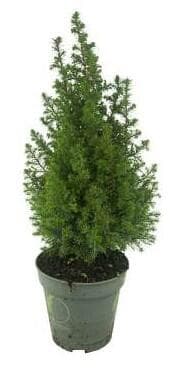 Ellwoodii